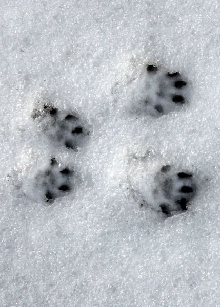 Следы диких животных на снегу фото с названиями